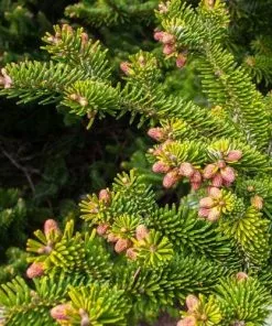 Future Forests Abies Nordmanniana - Nordmann Fir All Conifers 13 Future Forests Abies Nordmanniana - Nordmann Fir All Conifers