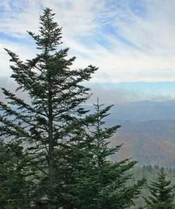 Future Forests All Conifers Abies Fraseri - Fraser Fir