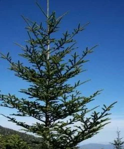 Future Forests All Conifers Abies Fraseri - Fraser Fir