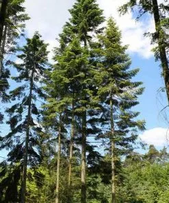 Future Forests Abies Grandis - Grand Fir All Conifers