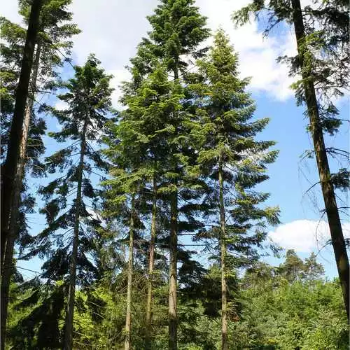 Future Forests Abies Grandis - Grand Fir All Conifers 3 Future Forests Abies Grandis - Grand Fir All Conifers