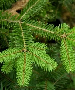 Future Forests Abies Grandis - Grand Fir All Conifers