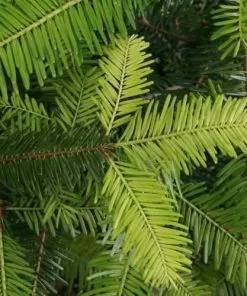 Future Forests Abies Grandis - Grand Fir All Conifers 8 Future Forests Abies Grandis - Grand Fir All Conifers