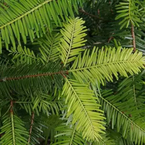 Future Forests Abies Grandis - Grand Fir All Conifers 5 Future Forests Abies Grandis - Grand Fir All Conifers