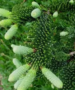 Future Forests Abies Nobilis Procera - Noble Fir