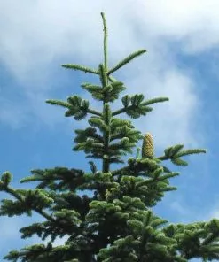 Future Forests Abies Nobilis Procera - Noble Fir