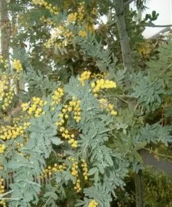 Future Forests Trees Acacia Baileyana