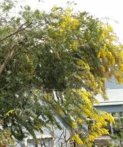 Future Forests Trees Acacia Baileyana 8 Future Forests Trees Acacia Baileyana