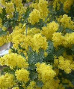 Future Forests Trees Acacia Baileyana 9 Future Forests Trees Acacia Baileyana