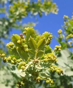 Future Forests Trees Acacia Baileyana