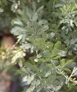 Future Forests Acacia Baileyana Purpurea Trees