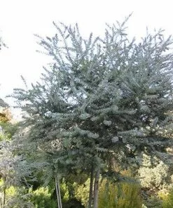 Future Forests Acacia Baileyana Purpurea Trees