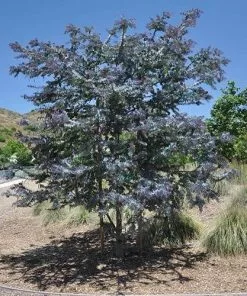 Future Forests Acacia Baileyana Purpurea Trees