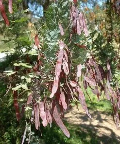 Future Forests Acacia Baileyana Purpurea Trees