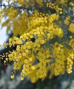 Future Forests Acacia Baileyana Purpurea Trees