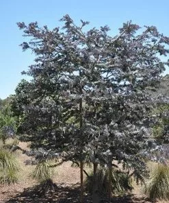 Future Forests Acacia Baileyana Purpurea Trees