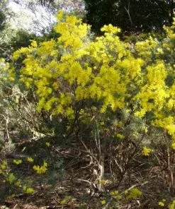 Future Forests Acacia Boormanii