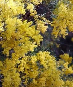 Future Forests Acacia Boormanii