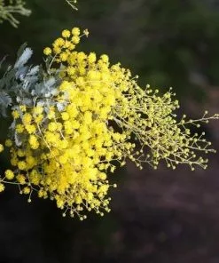 Future Forests Trees Acacia Dealbata