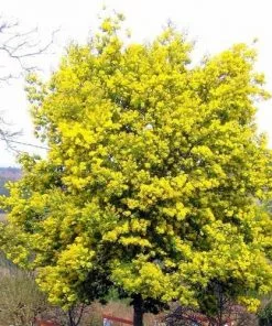 Future Forests Trees Acacia Dealbata