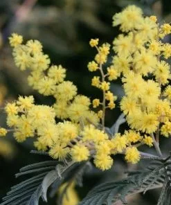 Future Forests Trees Acacia Dealbata