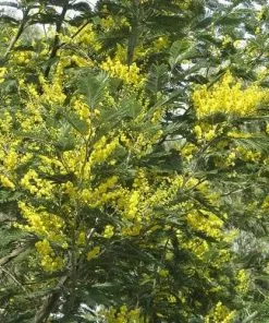 Future Forests Trees Acacia Dealbata