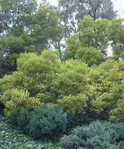 Future Forests Trees Acacia Longifolia