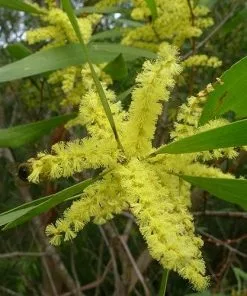Future Forests Trees Acacia Longifolia