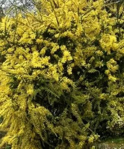 Future Forests Trees Acacia Pravissima