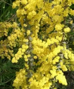 Future Forests Trees Acacia Pravissima