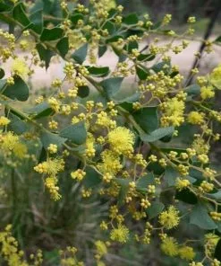 Future Forests Trees Acacia Pravissima