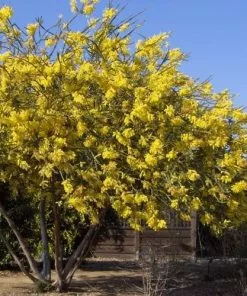 Future Forests Trees Acacia Pravissima