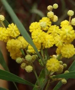Future Forests Acacia Retinoides Trees