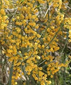 Future Forests Acacia Retinoides Trees