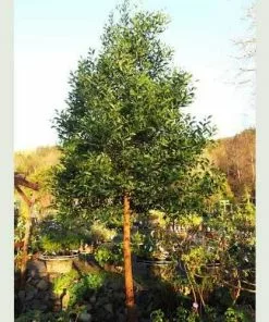 Future Forests Acacia Melanoxylon Trees