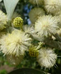 Future Forests Acacia Melanoxylon Trees