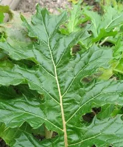 Future Forests Acanthus Mollis