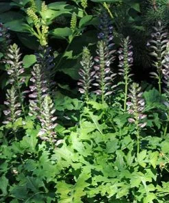 Future Forests Acanthus Mollis