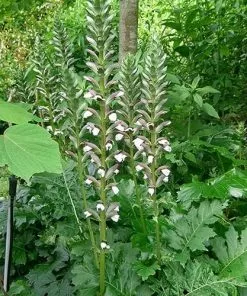 Future Forests Acanthus Mollis