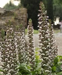 Future Forests Acanthus Mollis