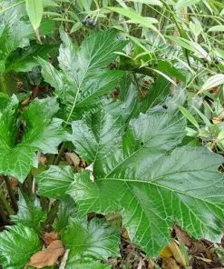 Future Forests Acanthus Mollis