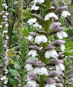 Future Forests Acanthus Mollis