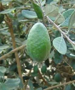 Future Forests Acca Sellowiana - Feijoa