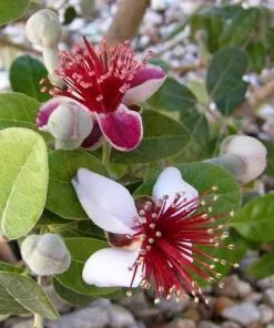 Future Forests Acca Sellowiana - Feijoa