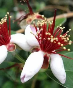 Future Forests Acca Sellowiana - Feijoa