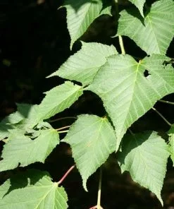 Future Forests Trees Acer Capillipes - Snakebark Maple