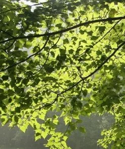 Future Forests Trees Acer Capillipes - Snakebark Maple