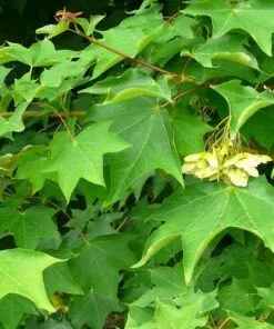 Future Forests Trees Acer Cappadocicum