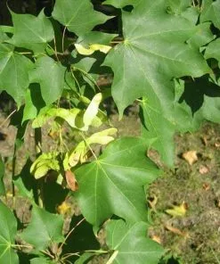 Future Forests Trees Acer Cappadocicum