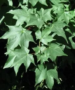 Future Forests Trees Acer Cappadocicum
